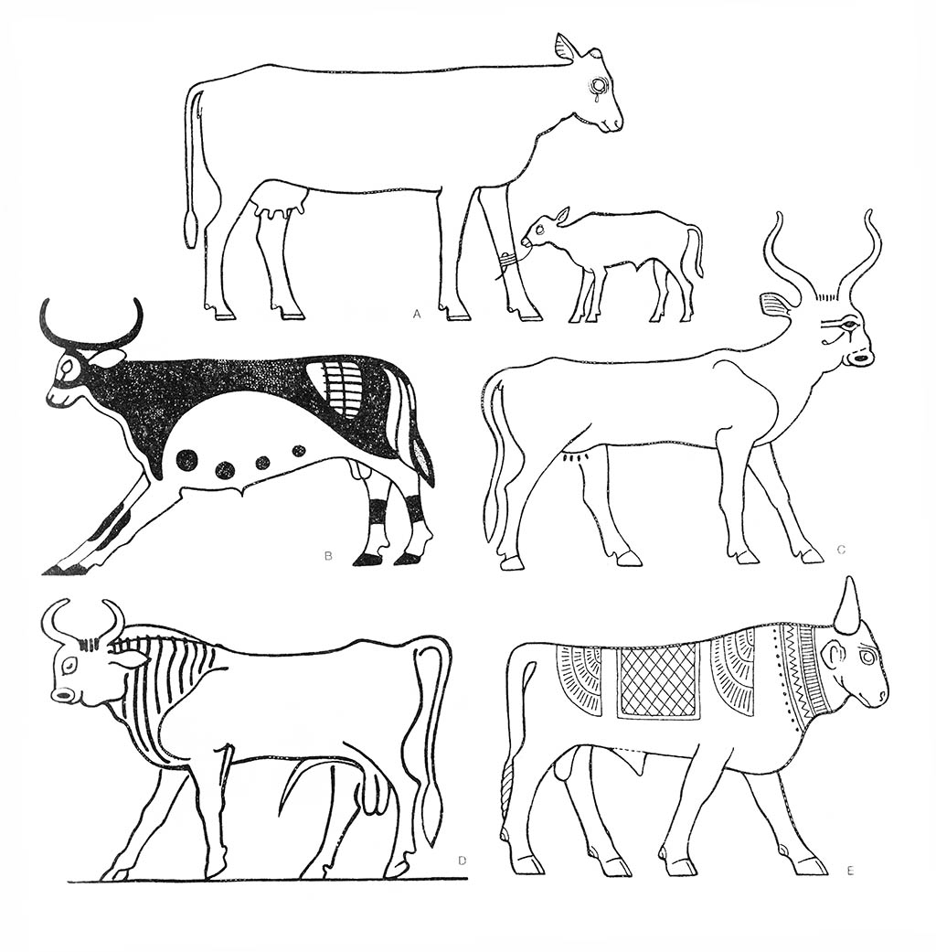 Орнамент коровы